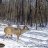 Bluff Buck